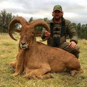 AOUDAD